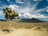 Buy Joshua tree in death valley at AllPosters.com