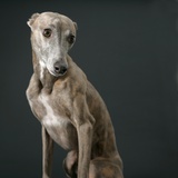 Buy Whippet at AllPosters.com