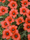 Top View of Red Tulips