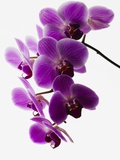 Phalaenopsis Orchids