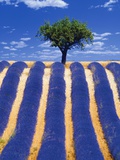 Lavender Field