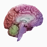 A Mid-sagittal Section Showing the Left Half of the Human Brain