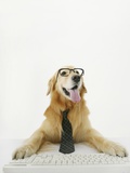 Golden Retriever Using Computer Photographic Print