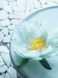Buy Flower floating in a bowl of water at AllPosters.com