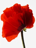 Corn poppy