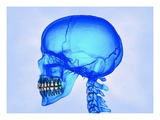 Buy Human Skull at AllPosters.com
