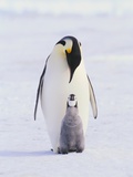 Emperor Penguin and Baby