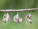 Buy Baby Opossum Hanging from Branch at AllPosters.com
