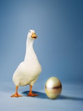 Buy White Goose and Egg at AllPosters.com
