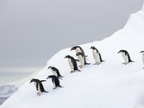 Buy Penguins Walking to Edge of Iceberg at AllPosters.com