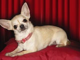 Chihuahua on Red Pillow