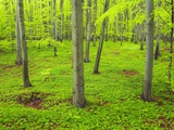 Beech Forest