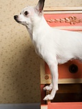 Chihuahua on a chest of drawers