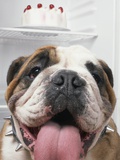Bulldog in front of refrigerator