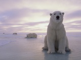 Polar Bears