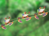 Red-Eyed Tree Frogs on Branch