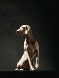 Alert Weimaraner