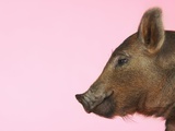 Piglet