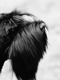 Profile of black terrier