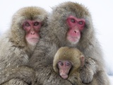 Japanese Macaque Family