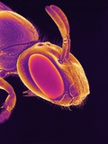 Buy Head of a Wasp at AllPosters.com
