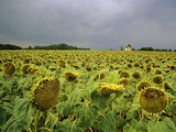 Field of Sunflowers