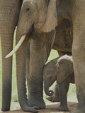 Elephant Adults with Young Elephant Calf