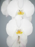 White Orchids