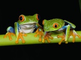 Buy Red-eyed Tree Frogs at AllPosters.com