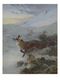 A Fox in a Winter Landscape