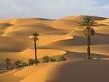 Palm Trees in Desert