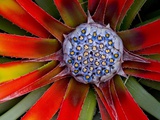 Center of an Agave Plant