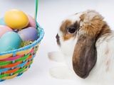 Rabbit and basket of eggs