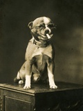 Chihuahua in Eyeglasses Smoking a Cigarette
