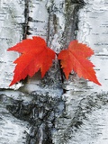 Maple Leaves on Birch