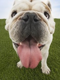 Bulldog Snout