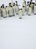 Group of Emperor Penguins Standing on Ice