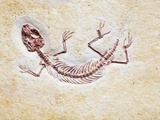 Buy Lizard Fossil from Solnhofen Limestone Formation at AllPosters.com