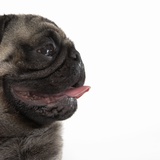 Pug Panting