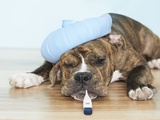 English Bulldog Feeling Sick