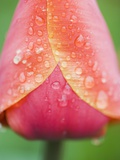 Buy Tulip with Rain Drops at AllPosters.com