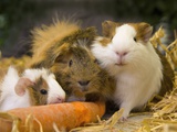 Guinea Pigs With Carrot