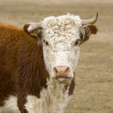 Buy Hereford Cow on New Zealand's South Island at AllPosters.com