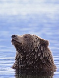 Buy A Brown Bear Emerges from a Lake at AllPosters.com