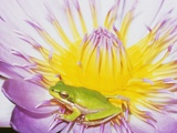Eastern Dwarf Tree Frog on Blossoming Water Lily