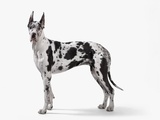 Buy Harlequin Great Dane at AllPosters.com