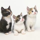 Calico Kittens