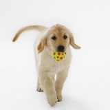 Golden Retriever Puppy Playing with Ball