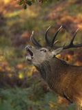 Red Deer Calling