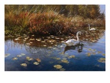Trumpeter Swans